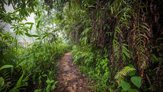 A path in the Sinharaja rainforest in Sri Lanka