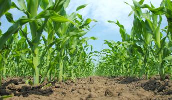 corn crop