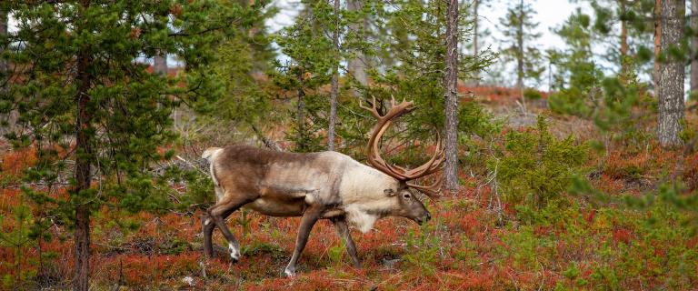 A caribou in the woods