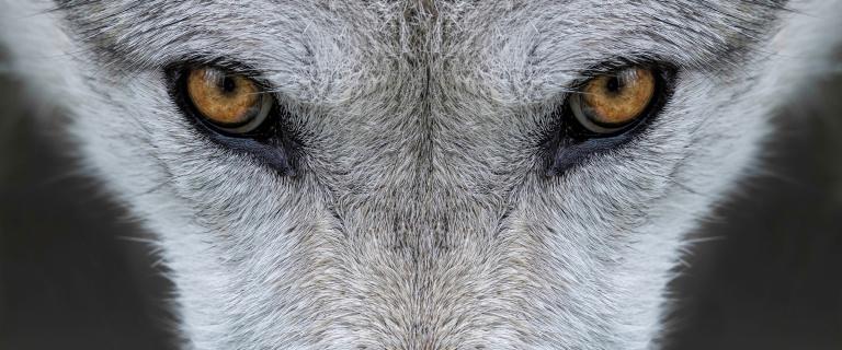 Closeup of the eyes of a gray wolf