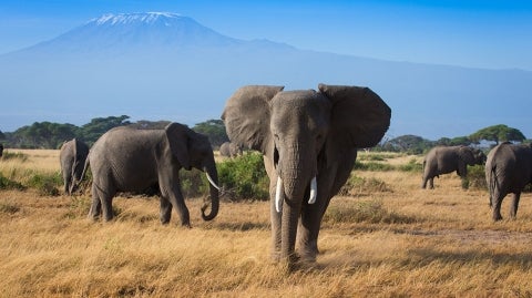 elephants kenya ivory article