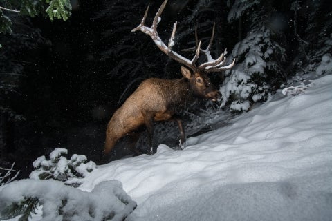 Bull Elk migrating from Yellowstone National Park to the lower-elevation foothills after the first snowfall in late October. Photo: Joe Riis