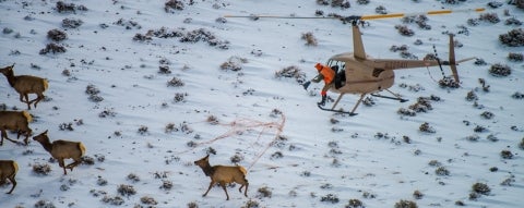A helicopter capture crew nets a female elk to fit her with a GPS collar. Middleton and colleagues will map the Greater Yellowstone elk migrations comprehensively for the first time and the team has used this information to guide their expeditions. Photo: Joe Riis