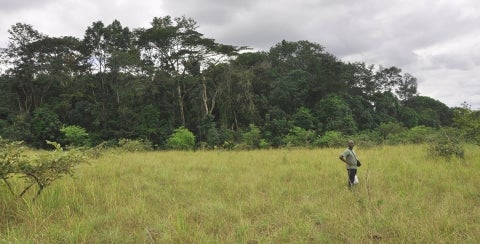 the forests dialogue gabon field