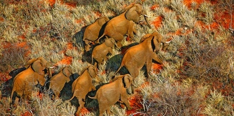elephants yale