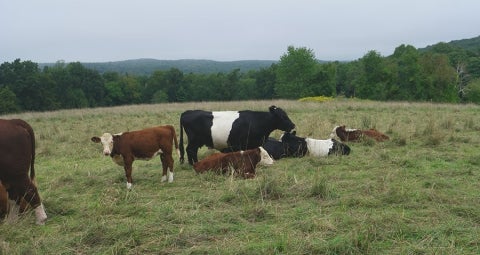 yale forests cows