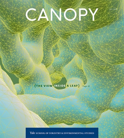 canopy cover fall 2018