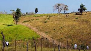 An agroforestry landscape in the tropics