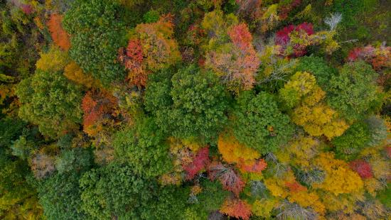 Aerial view of forest in autumn