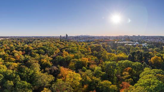 Aerial looking out across the NYBG treetops toward the NYC skylin in the distance