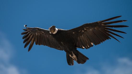 An Andean condor soars above San Guillermo National Park, Argentina