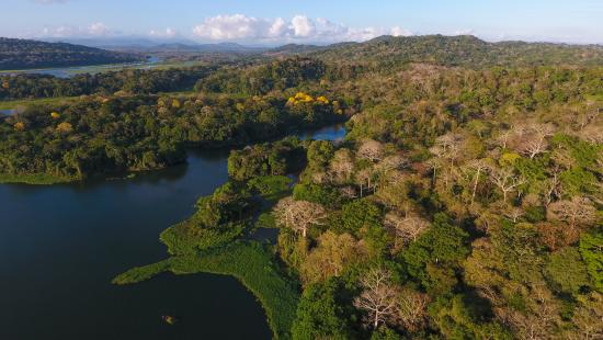 An aerial view of regenerating secondary tropical forest in the Barro Colorado Nature Monument, Panama