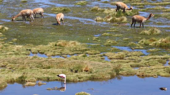 Vicuñas grazing near a flamingo