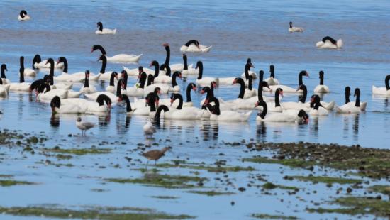 A large group of black-necked swans in the water