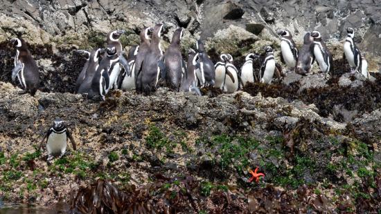 A group of Magellanic penguins on a rocky shore
