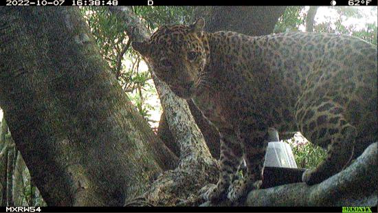 A jaguar in a tree photographed by a camera trap