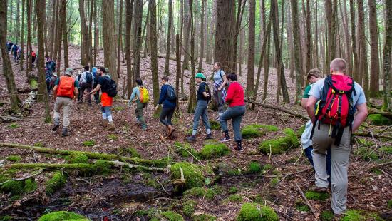 A group of students processing into a stand of trees at Yale-Myers Forest