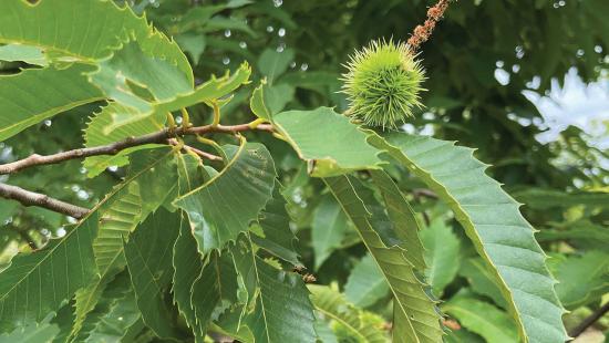 Hybrid chestnut tree