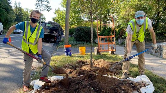Two people planting a street tree in New Haven