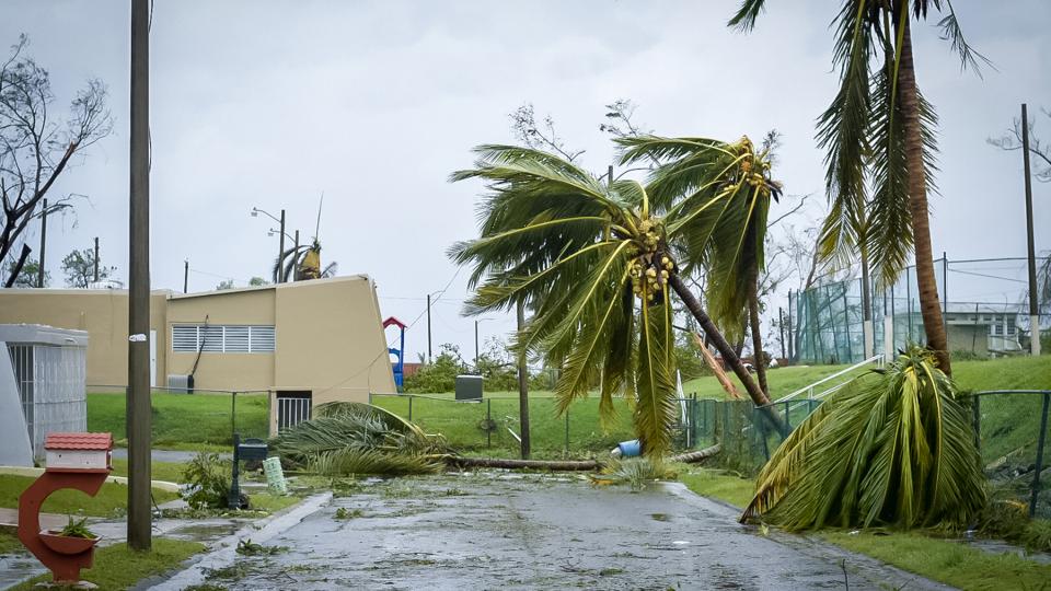 Damaged palm trees in aftermath of hurricane Maria