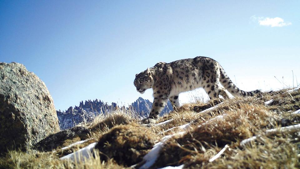 Snow leopard photographed by a camera trap