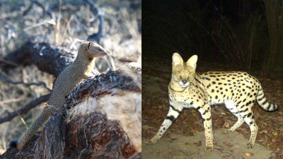 A mongoose and a serval