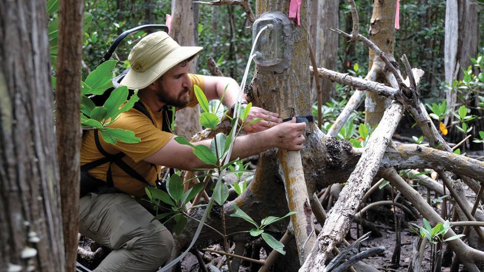 PhD student affixing a flux chamber to a red mangrove tree