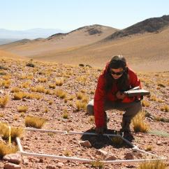 Co-lead author Julia Monk samples vegetation in San Guillermo National Park, Argentina. Credit Adam Roddy.