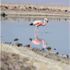 Andean flamingo standing in water