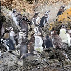 Juvenile Magellanic penguins