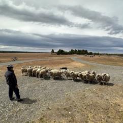 Herding sheep