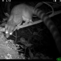 a ringtail in a tree at night