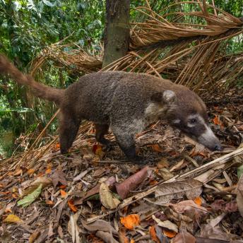 A coati (Nasua narica) forages on palm fruits in a secondary forest, Panama