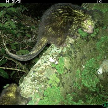 Porcupine in a tree at nigh