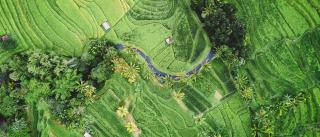 Overhead image of tropical farmland