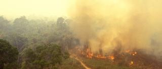 Photo of fire in the Amazon forest