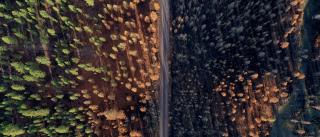 Overhead view of a forest being restored from fire
