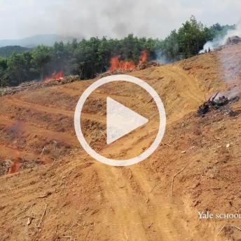 Video screenshot: aerial view of tropical forest land cleared of trees with piles of burning brush