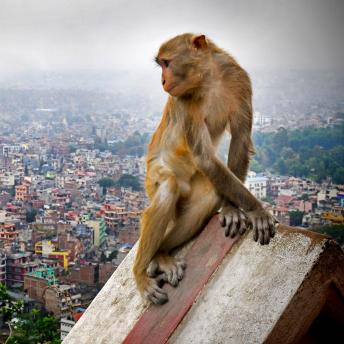 Swayambhunath "monkey temple' overlooking the rooftops of Kathmandu, Nepal