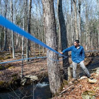Joe Orefice inspecting maple tree taps at Yale-Myers Forest
