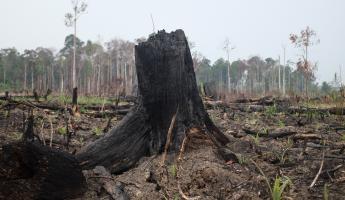 A large, charred stump in a clearcut and burned forest area in Tesso Nilo National Park, Sumatera, Indonesia