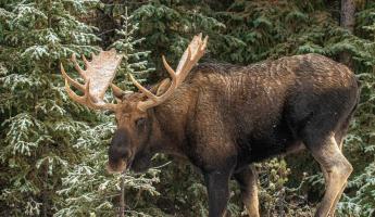 moose with frost-covered antlers