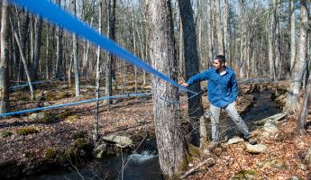 Joe Orefice inspecting maple tree taps at Yale-Myers Forest