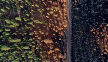 A burned forest from above