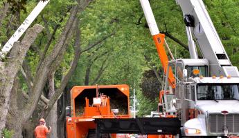 urban-tree-removal