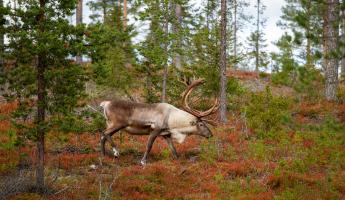 A caribou in the woods