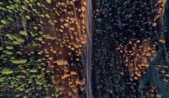 Overhead view of a forest being restored from fire