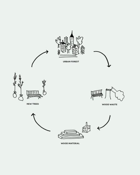 Cycle of urban tree life