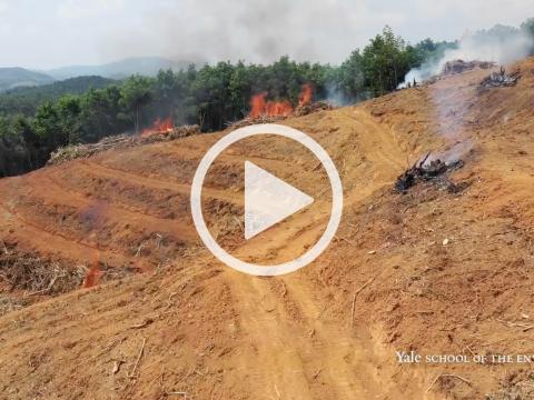 Video screenshot: aerial view of tropical forest land cleared of trees with piles of burning brush