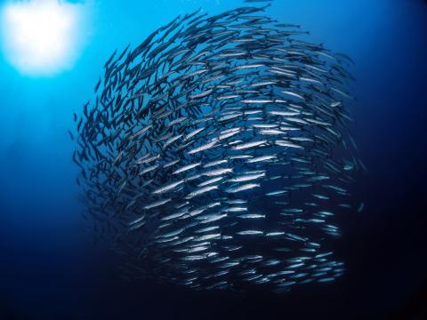 A school of ocean fish seen from below